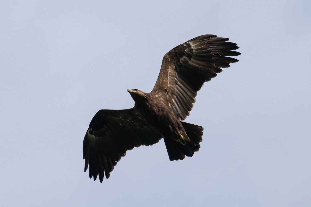 Aigle criard - ML644077976