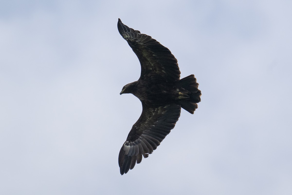 Aigle criard - ML644077977