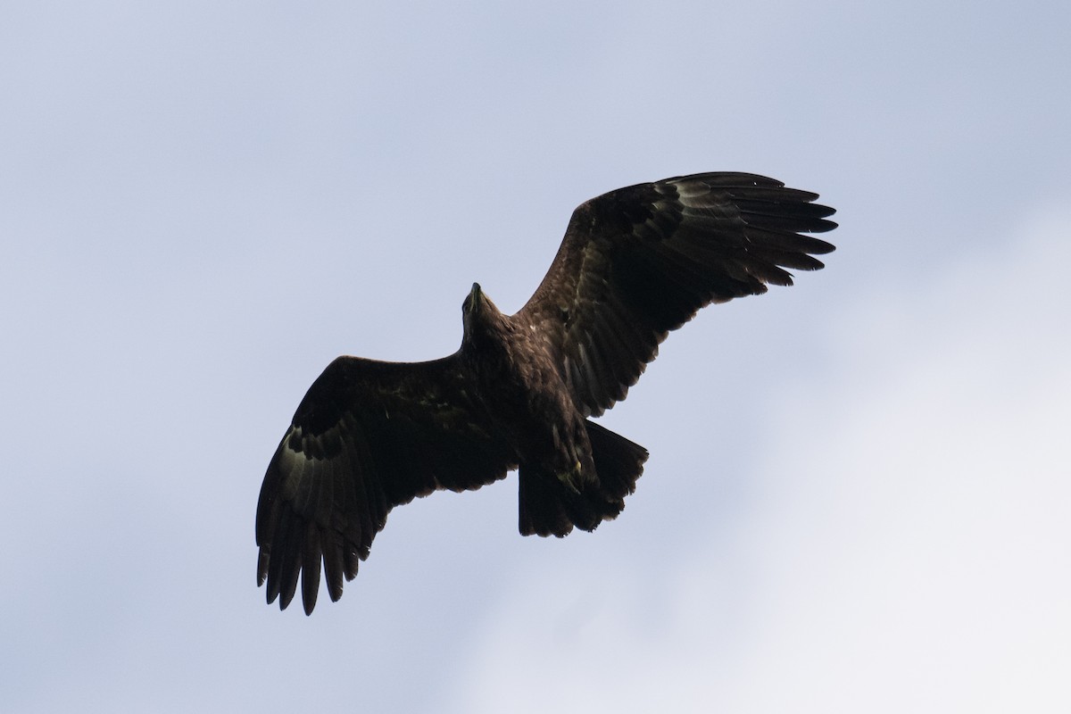 Aigle criard - ML644077978