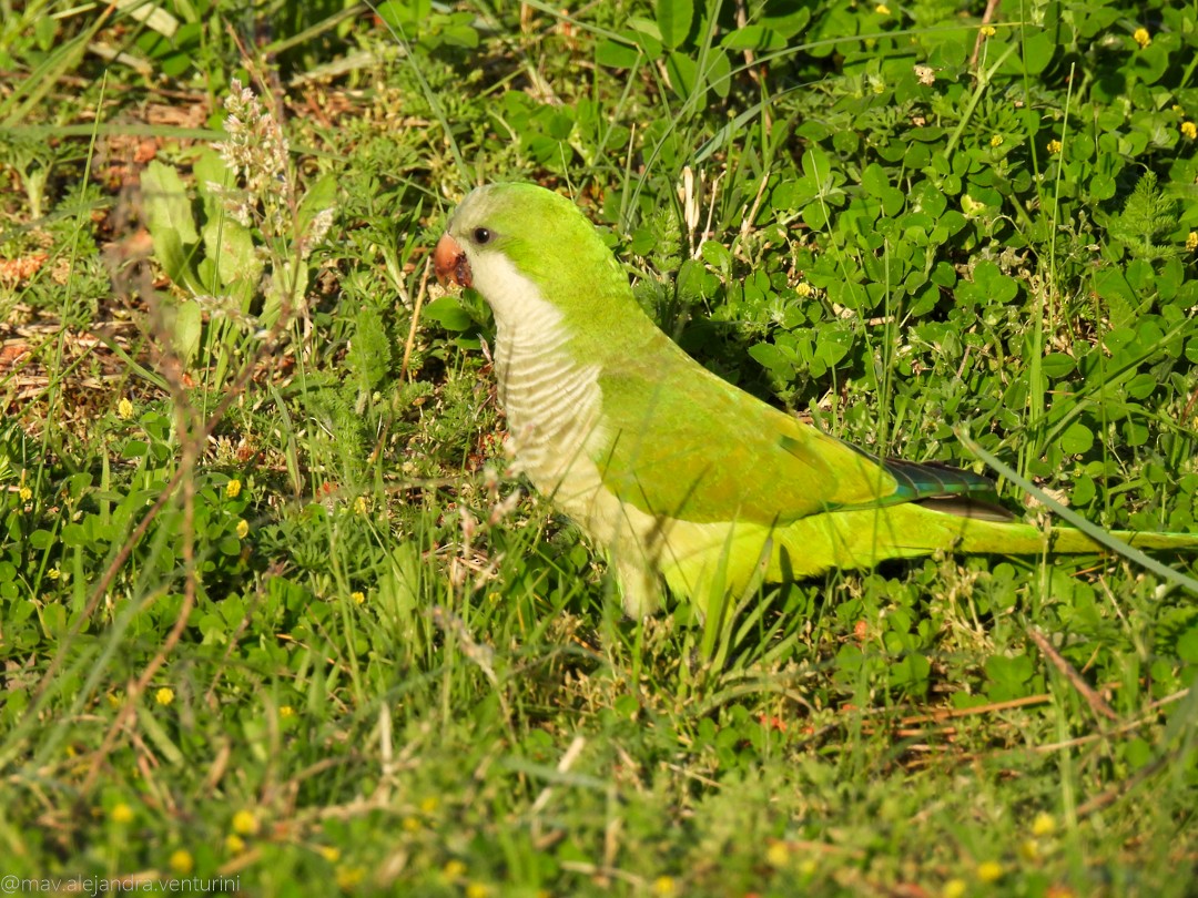 Mönchssittich - ML644077983