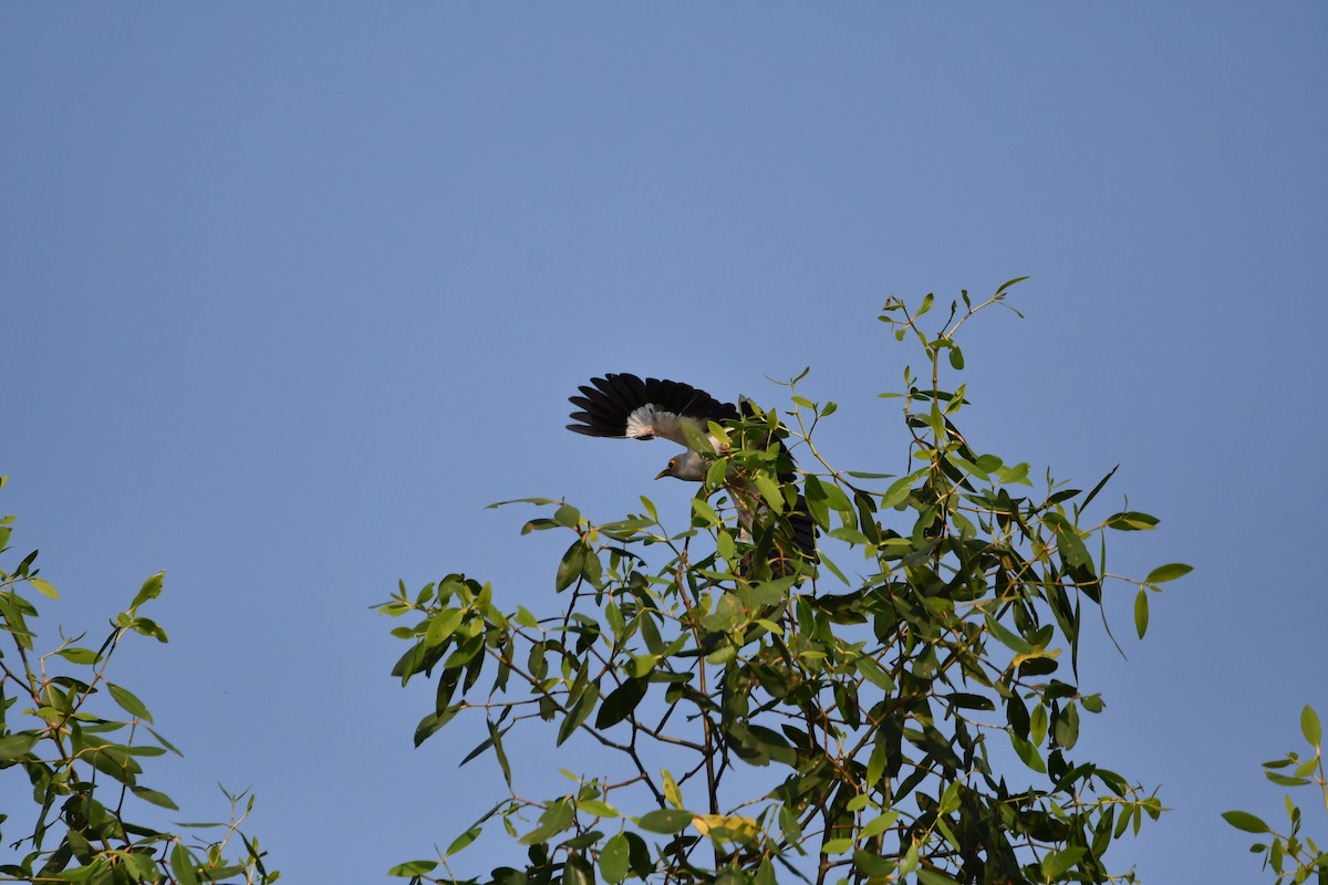 Black-winged Myna - ML644077987
