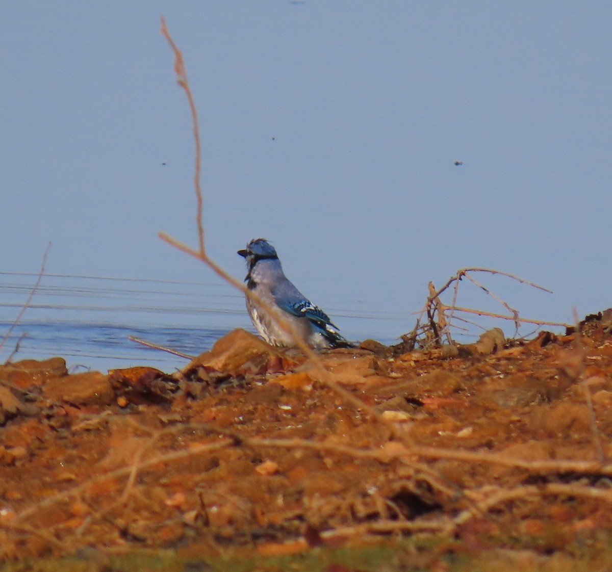 Blue Jay - ML644077992