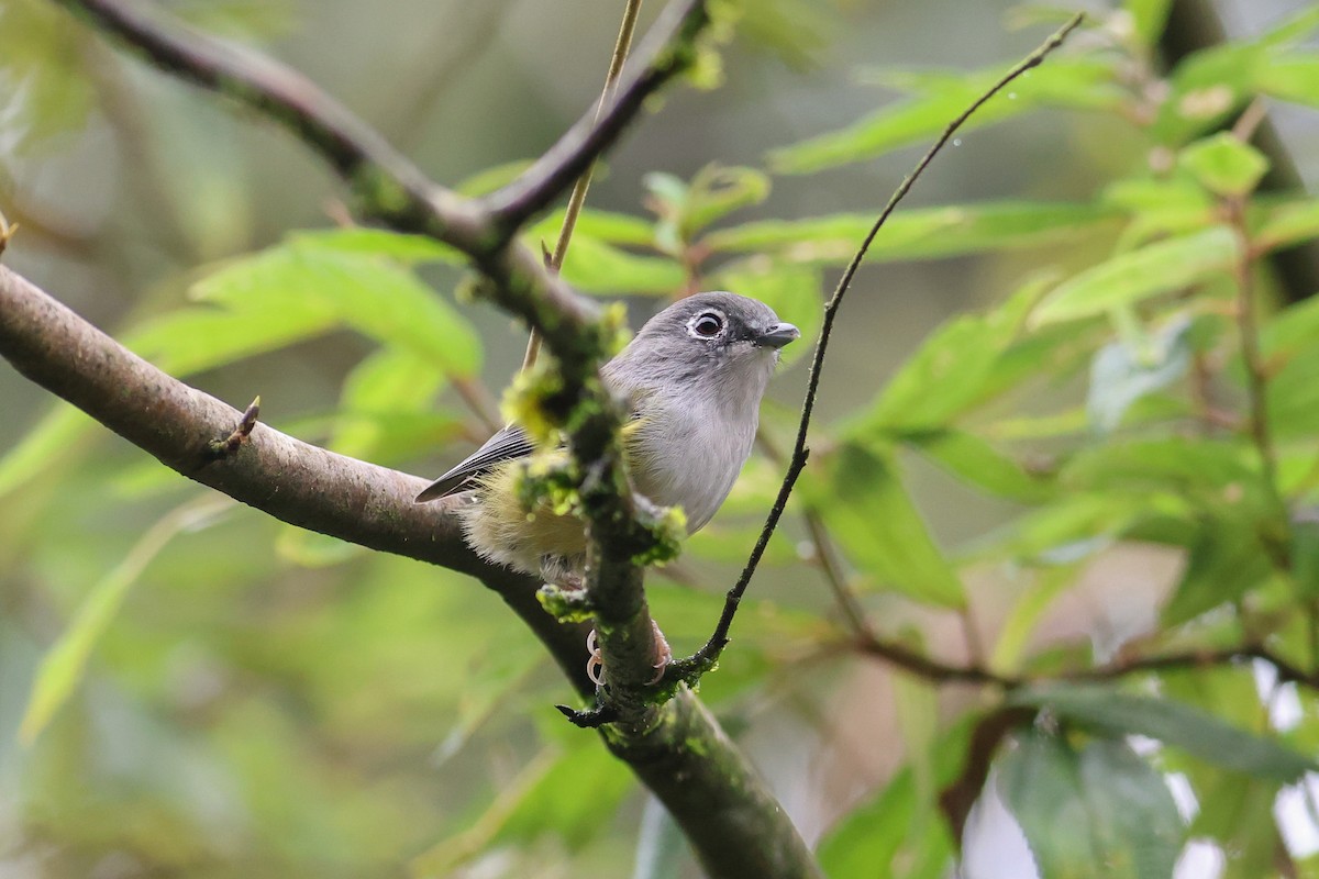 Green Shrike-Babbler - ML644078010