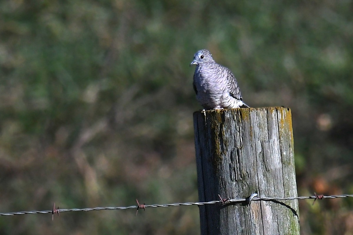 Inca Dove - ML644078014