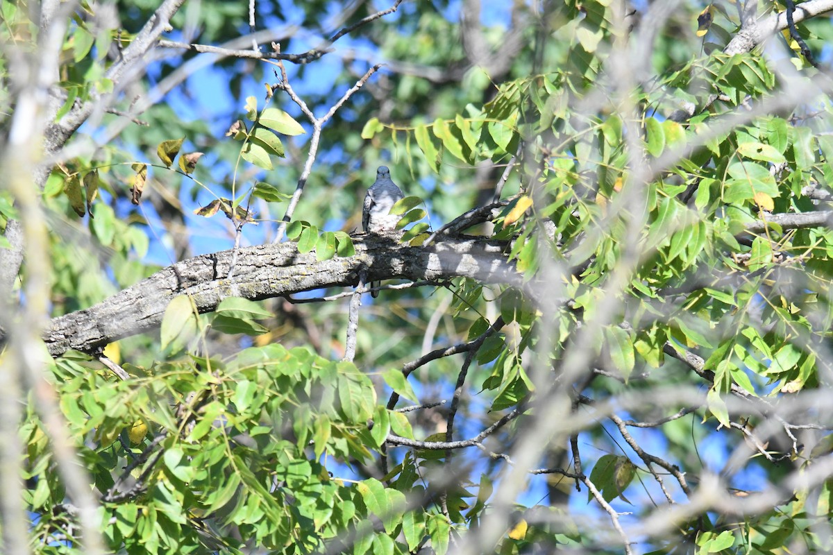 Inca Dove - ML644078016