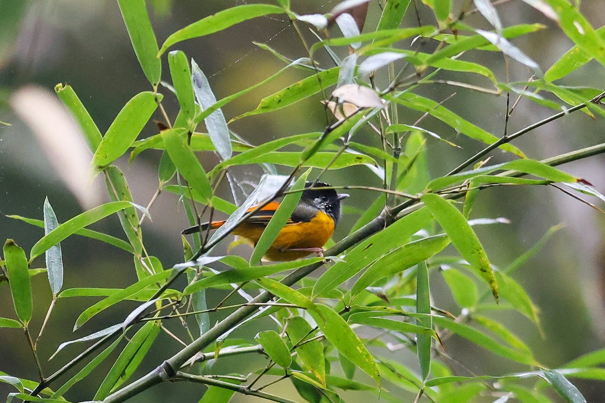Golden-breasted Fulvetta - ML644078023