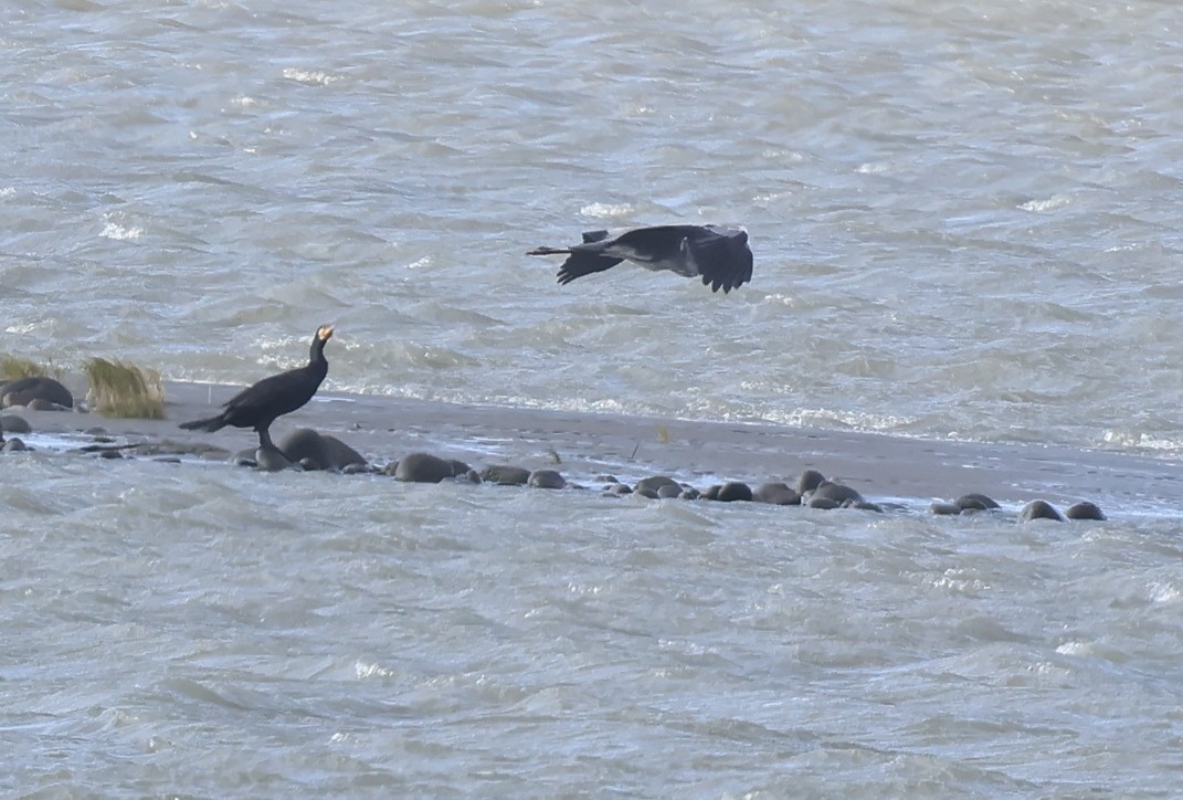 Great Cormorant - ML644078029