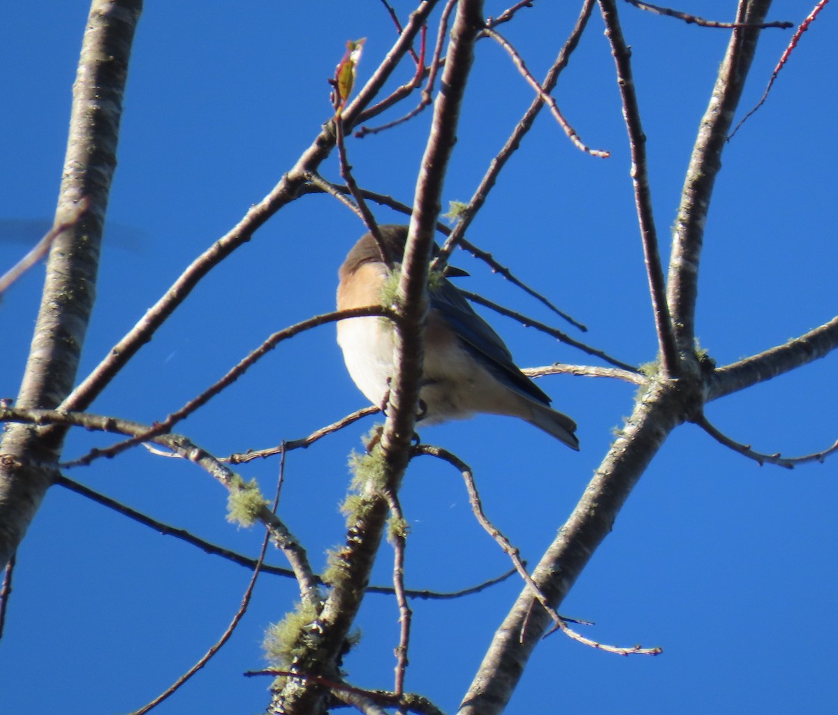 Eastern Bluebird - ML644078030