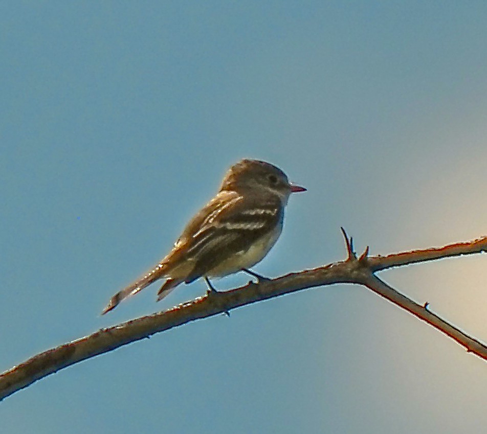 Least Flycatcher - ML644078037