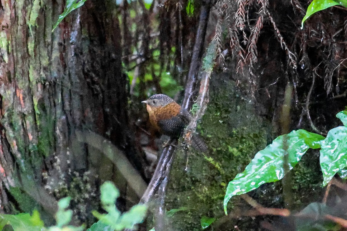 Bar-winged Wren-Babbler - ML644078043
