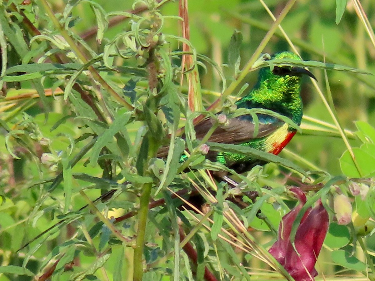 Beautiful Sunbird - ML644078048