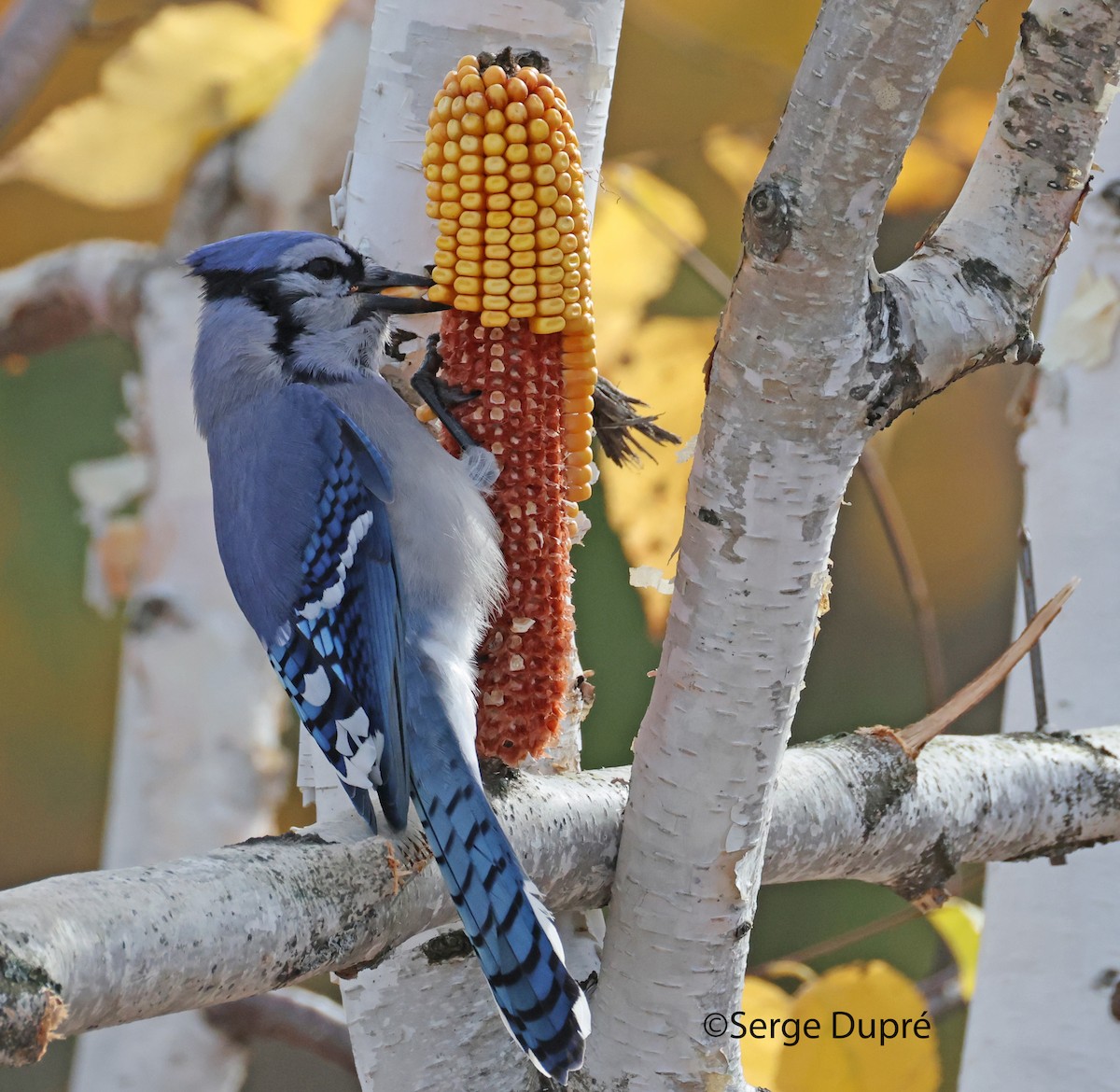 Blue Jay - ML644078049
