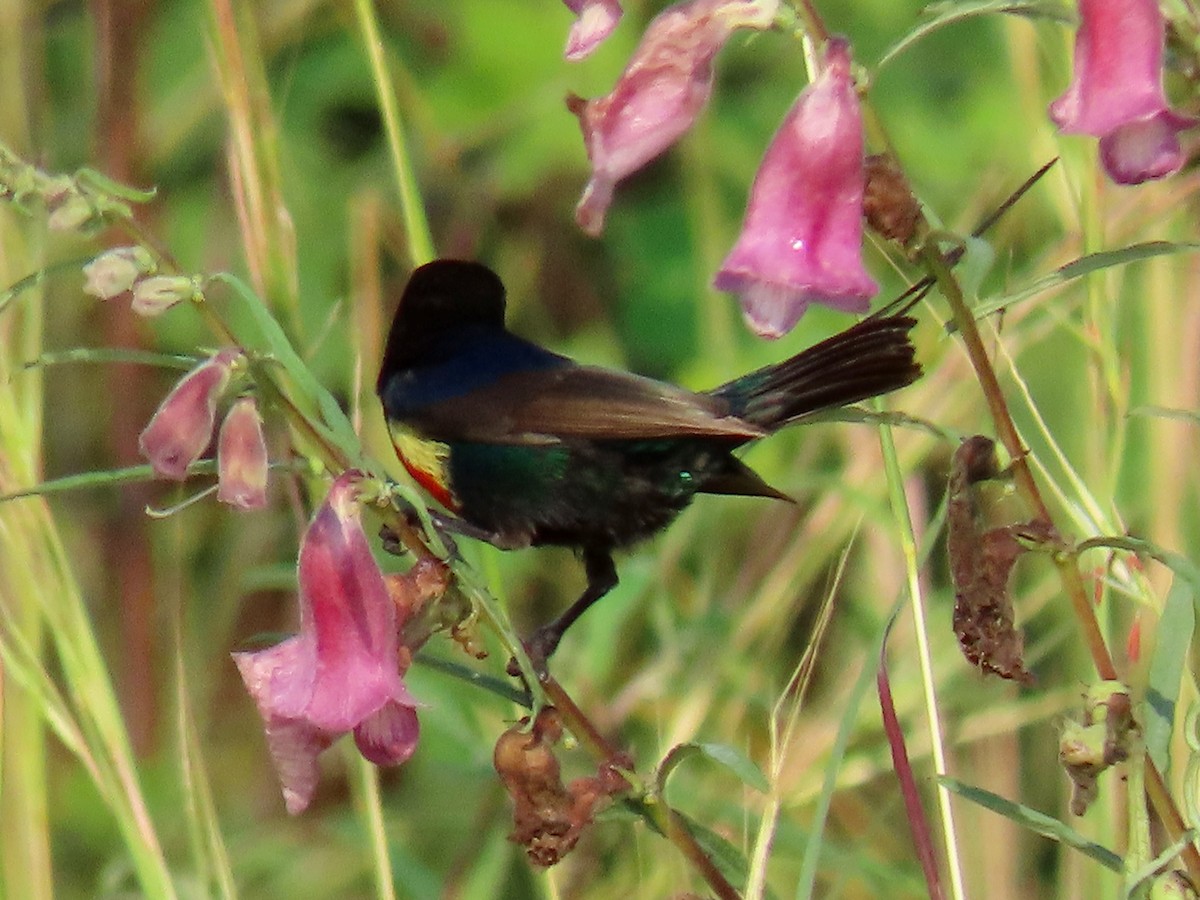 Beautiful Sunbird - ML644078051