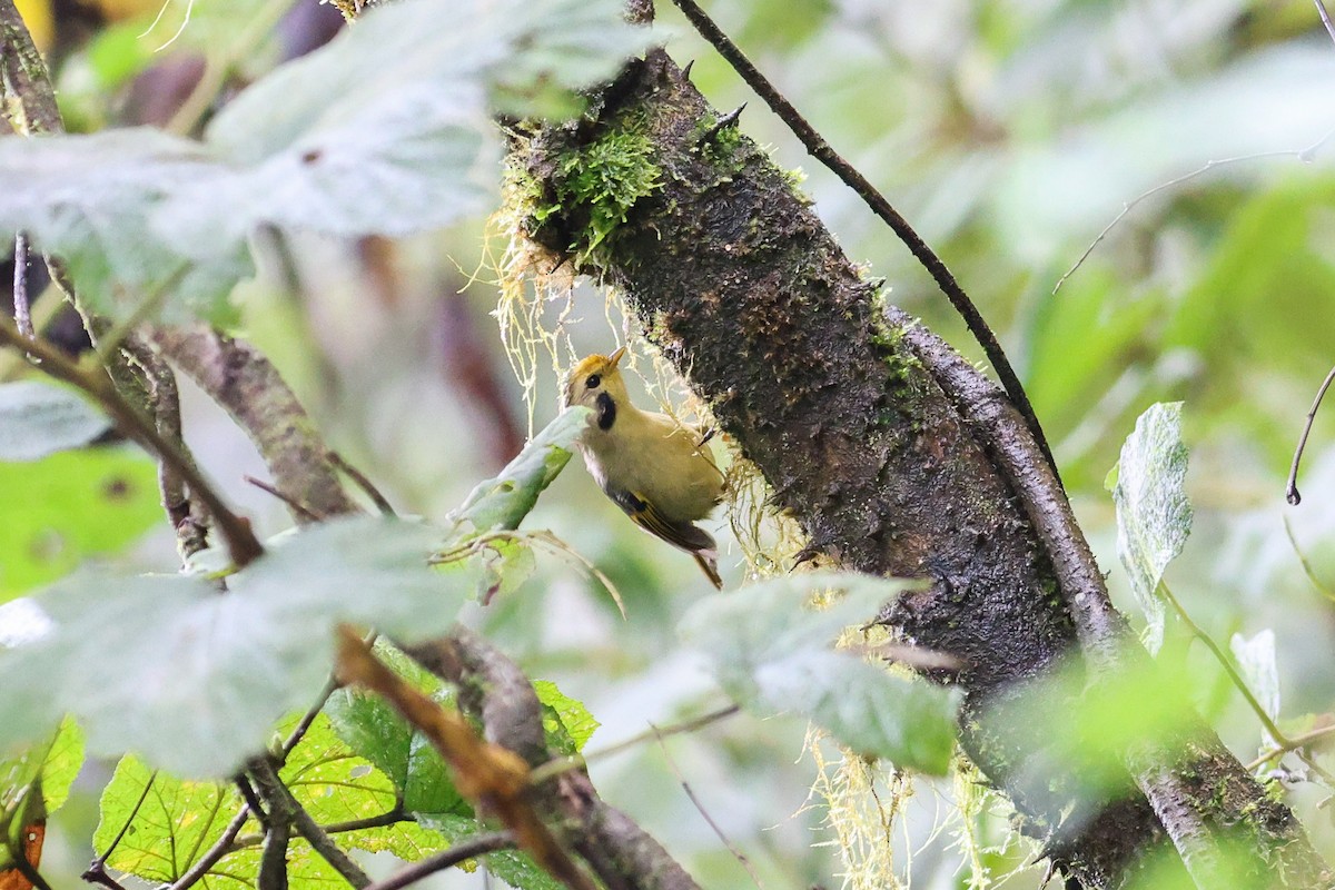 Gold-fronted Fulvetta - ML644078053
