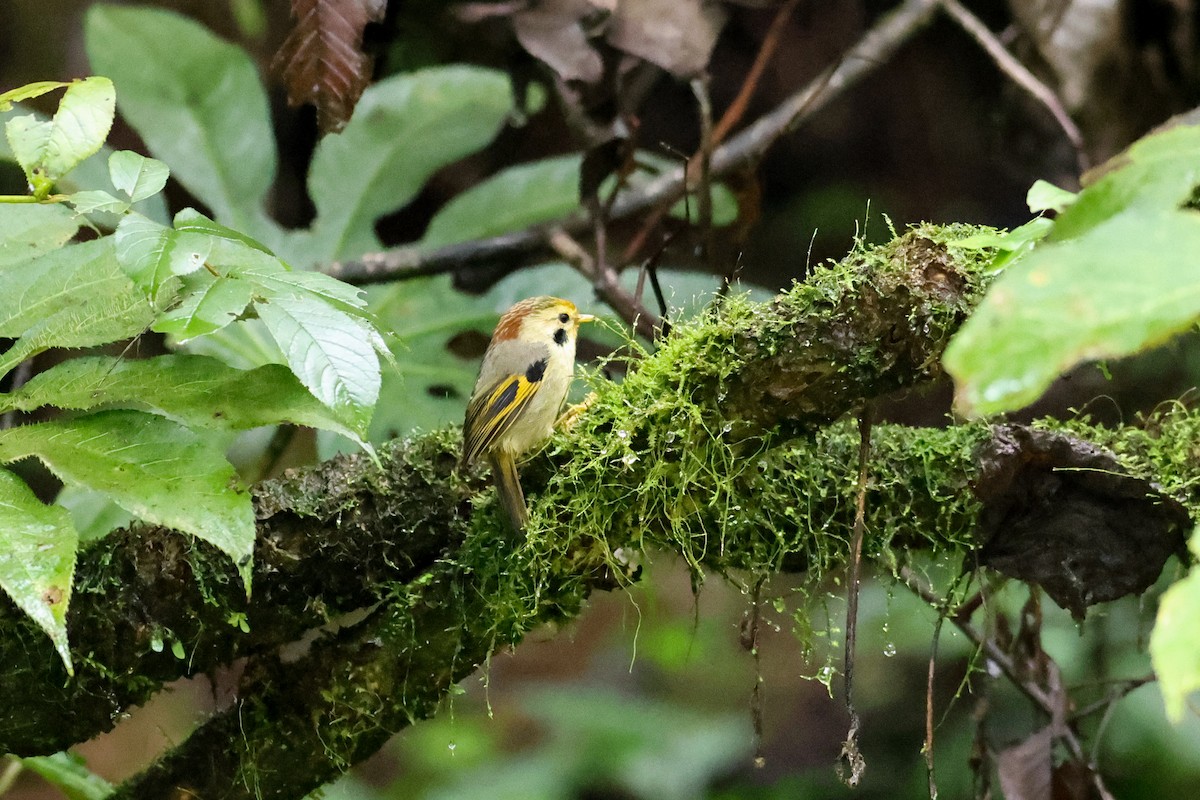 Gold-fronted Fulvetta - ML644078054