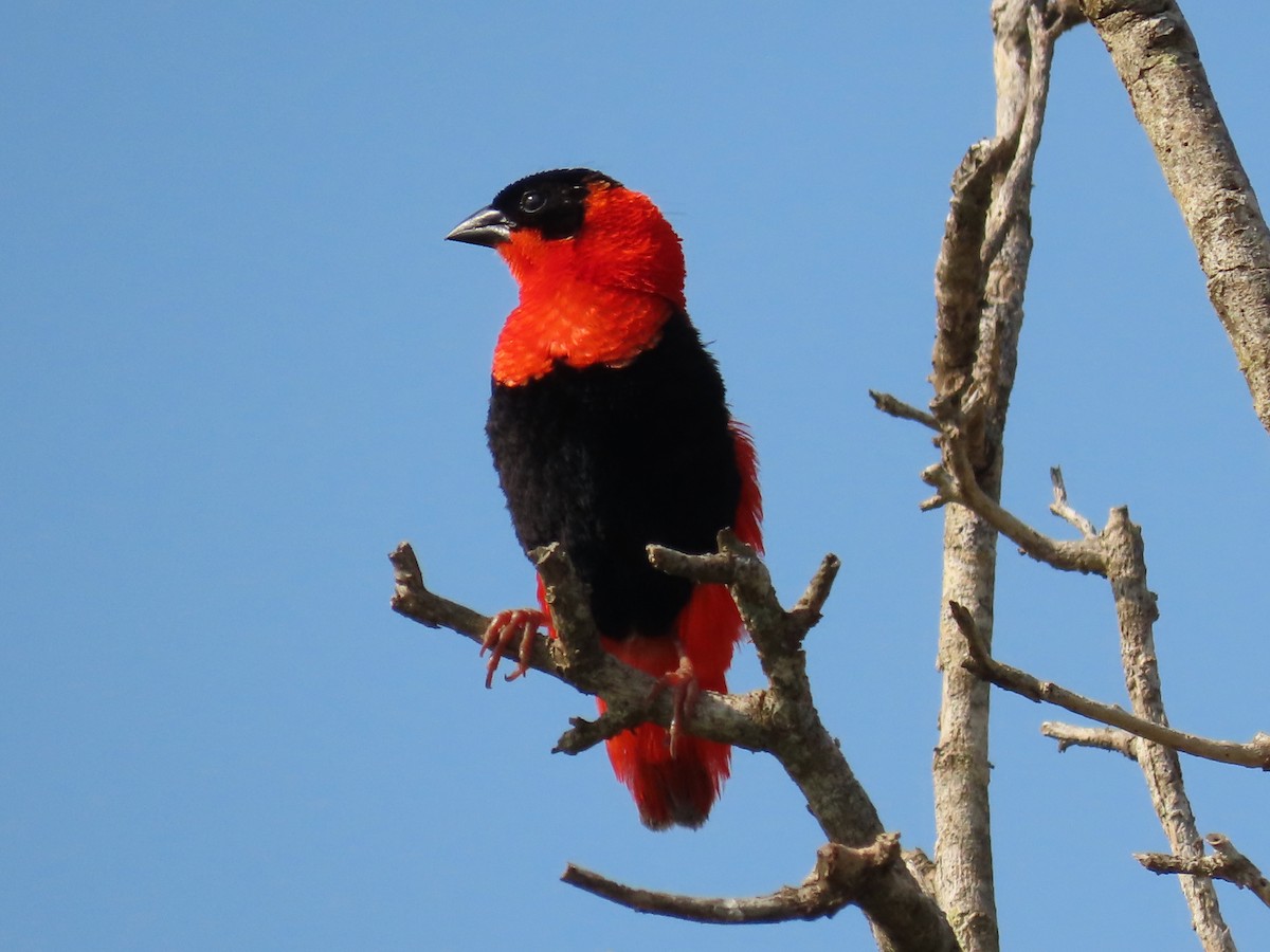 Northern Red Bishop - ML644078060