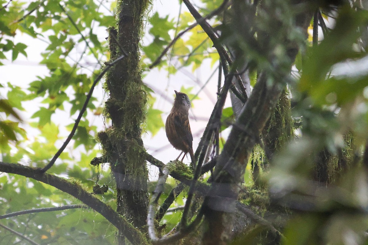 Streaked Barwing - ML644078062