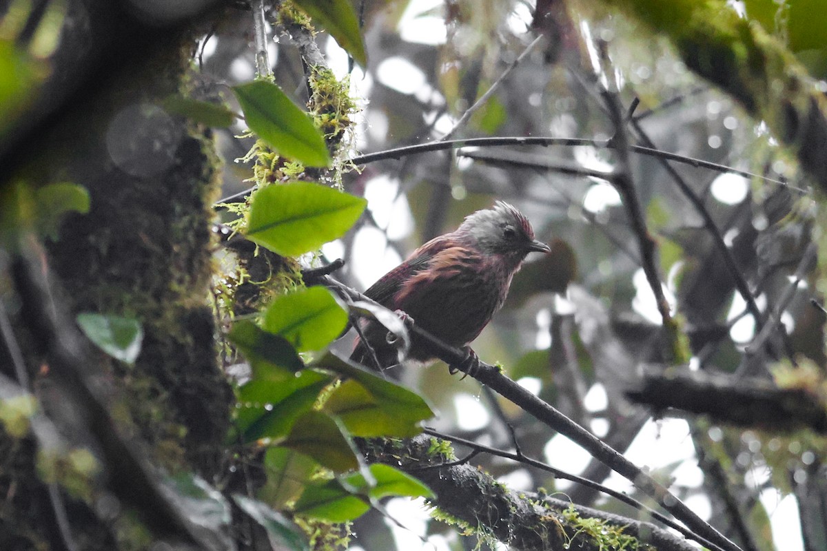 Streaked Barwing - ML644078063