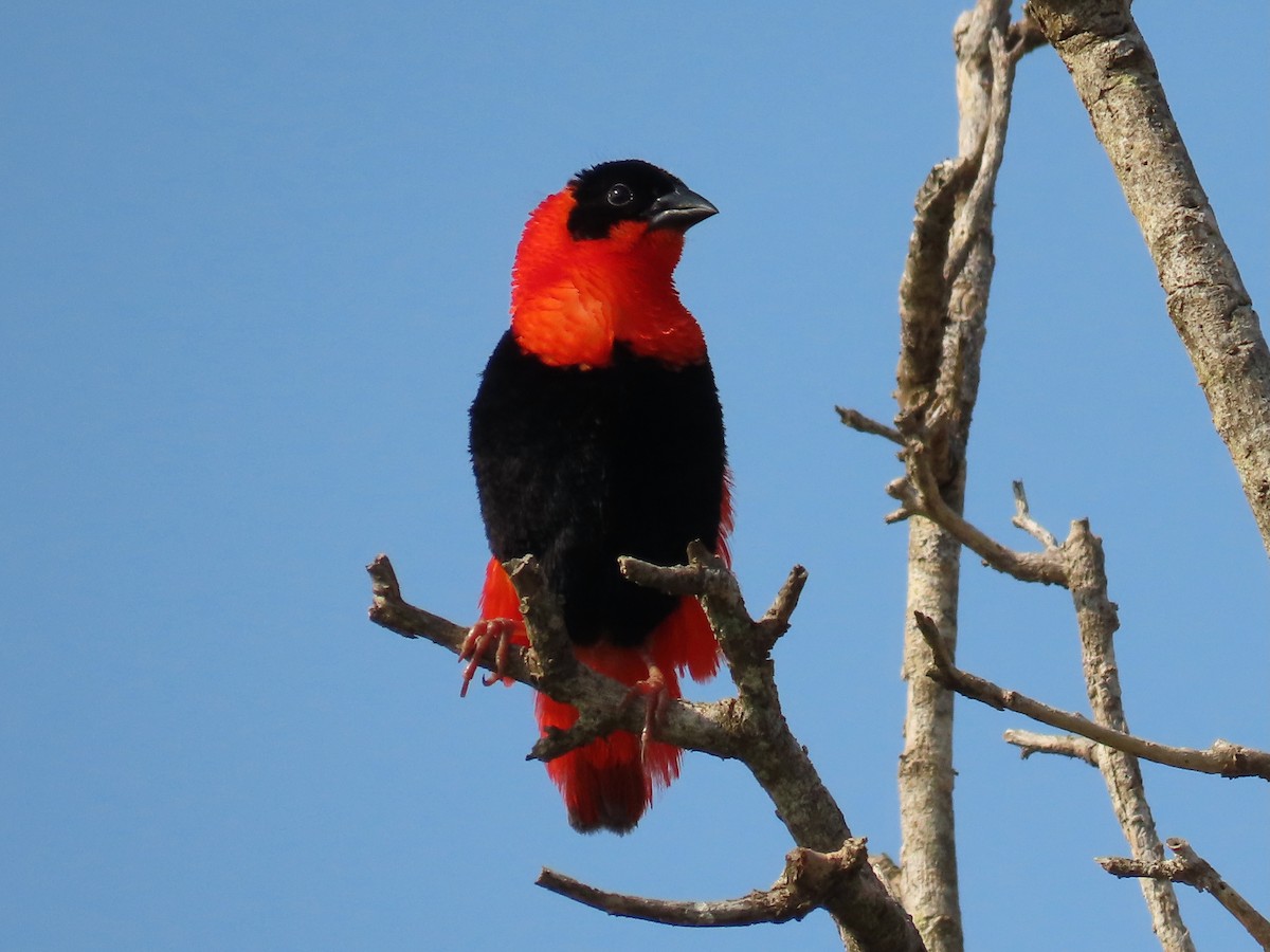 Northern Red Bishop - ML644078065