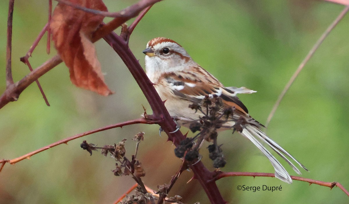American Tree Sparrow - ML644078066