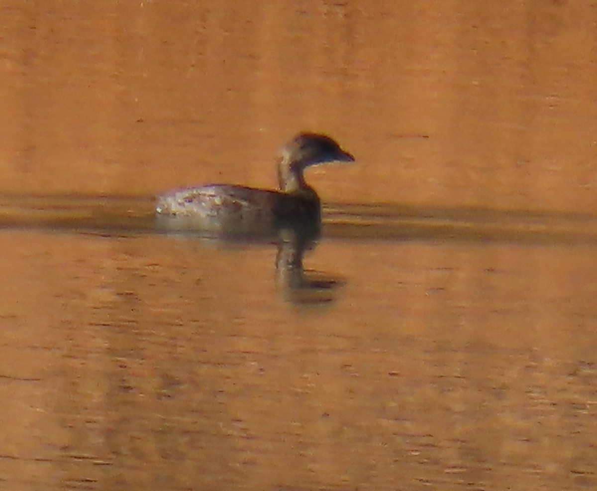 Pied-billed Grebe - ML644078067
