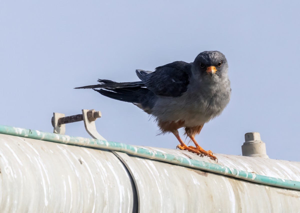 Турамтай шонхор - ML644078068