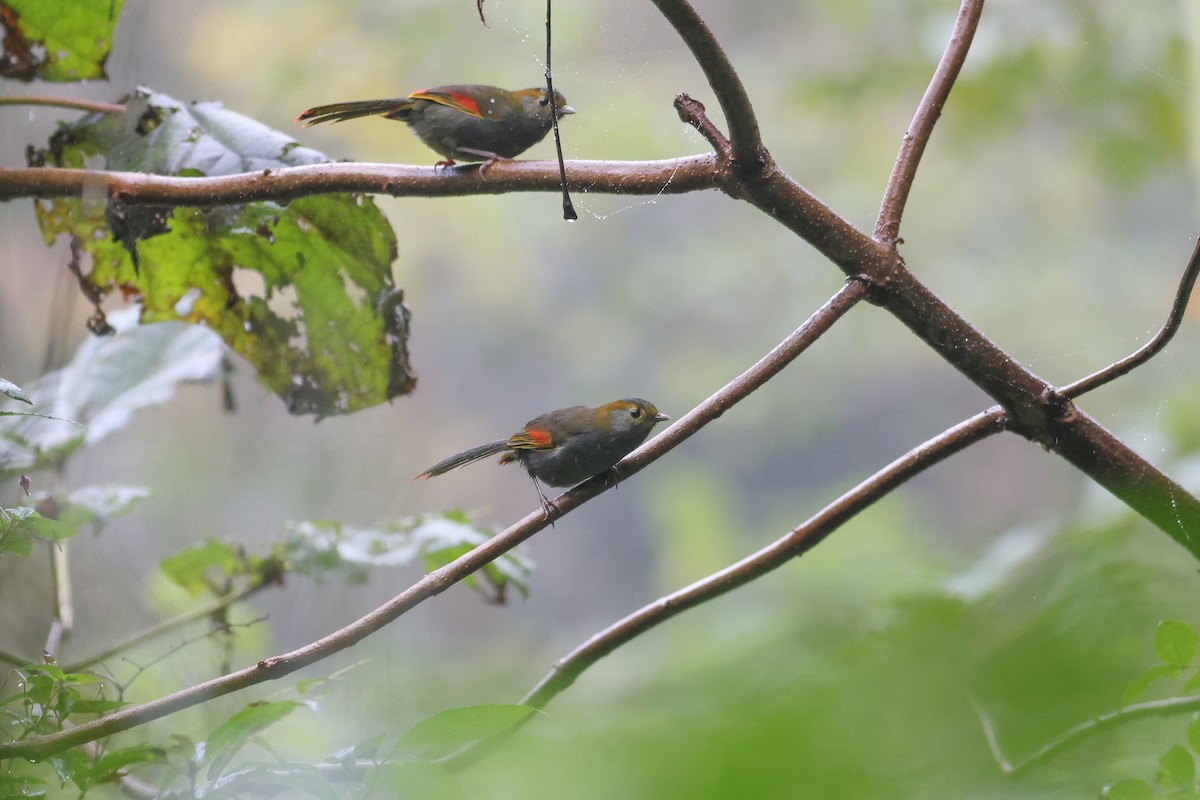 Emei Shan Liocichla - ML644078071