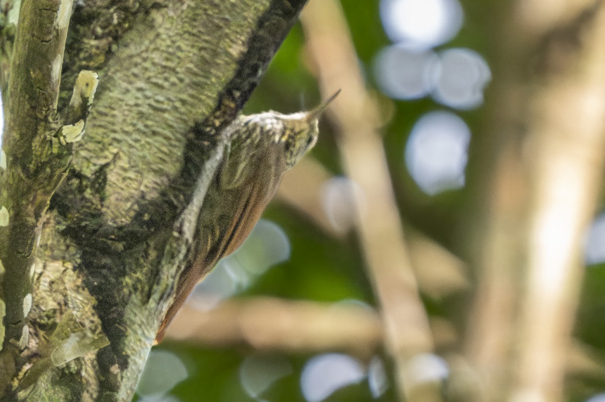 Streak-headed Woodcreeper - ML644078073