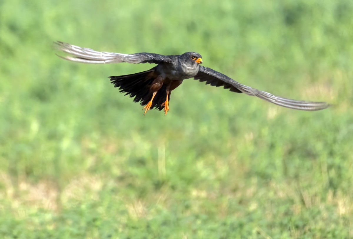 Турамтай шонхор - ML644078077