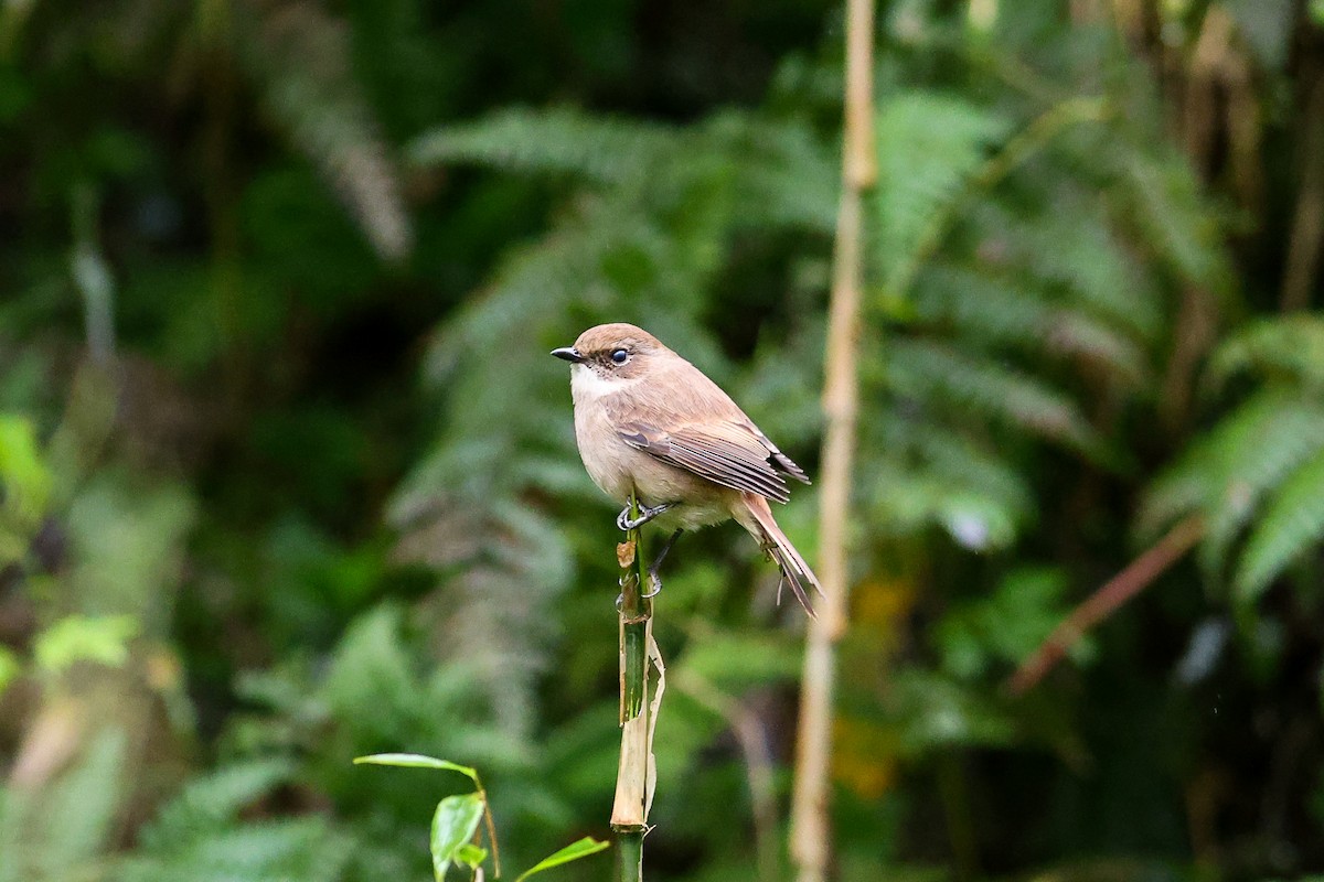 Gray Bushchat - ML644078081