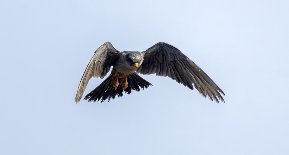 Турамтай шонхор - ML644078082