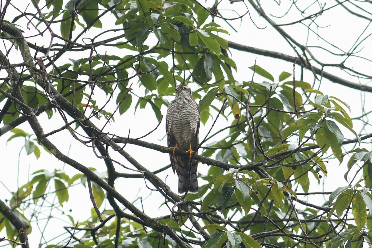 Eurasian Sparrowhawk - ML644078088