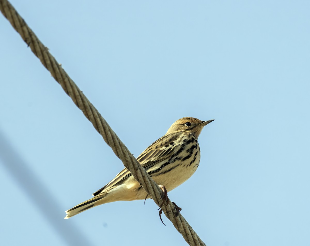 Red-throated Pipit - ML644078090