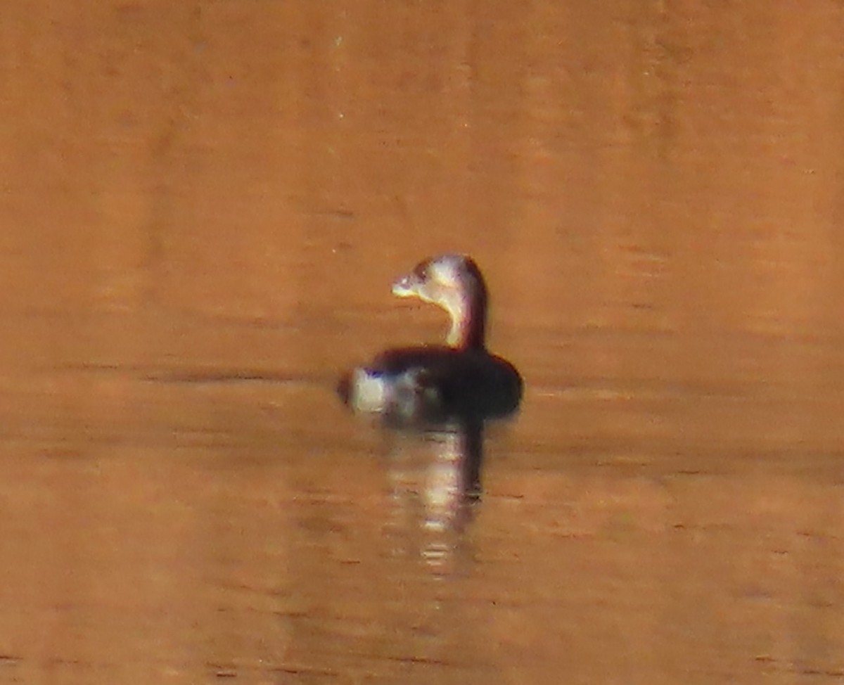 Pied-billed Grebe - ML644078092