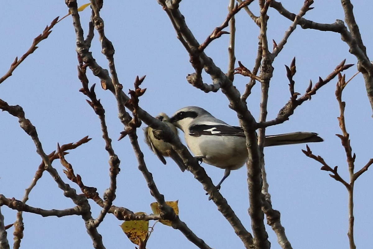 Great Gray Shrike - ML644078110