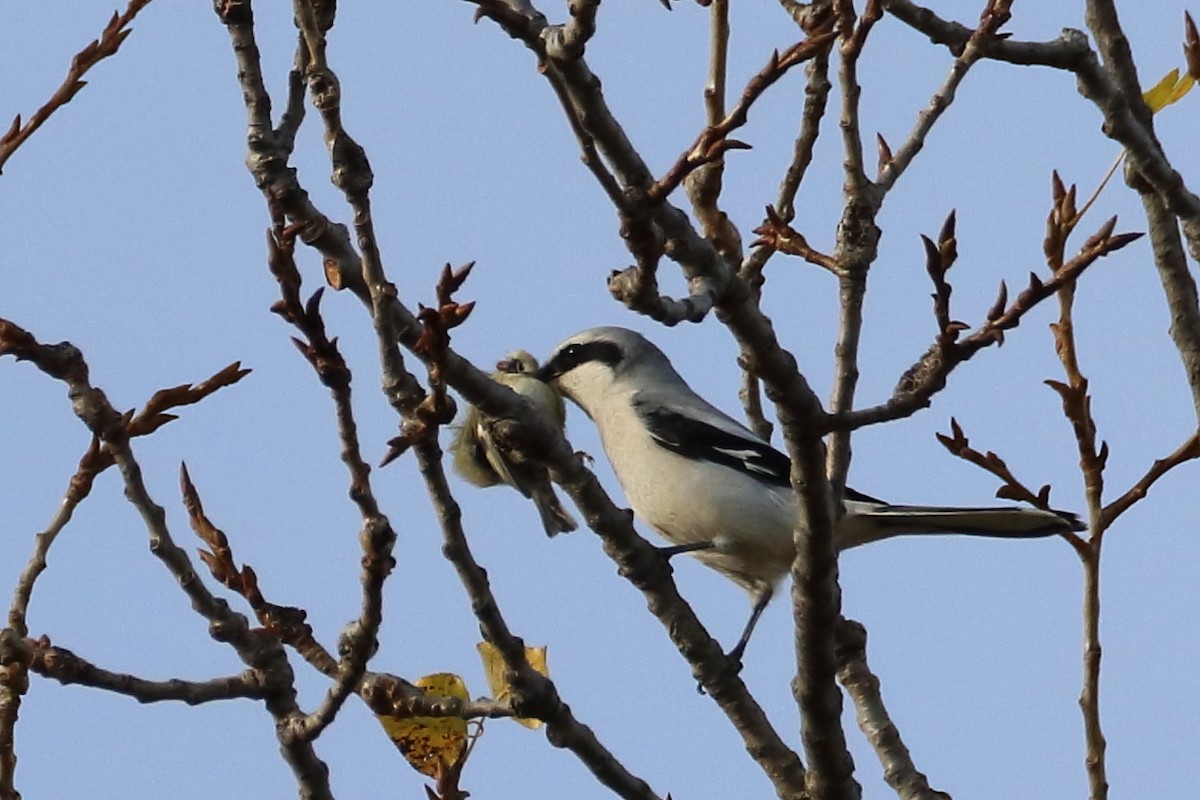 Great Gray Shrike - ML644078114