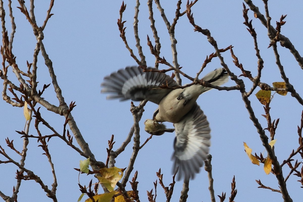 Great Gray Shrike - ML644078116