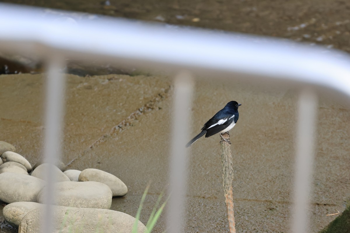 Oriental Magpie-Robin - ML644078117