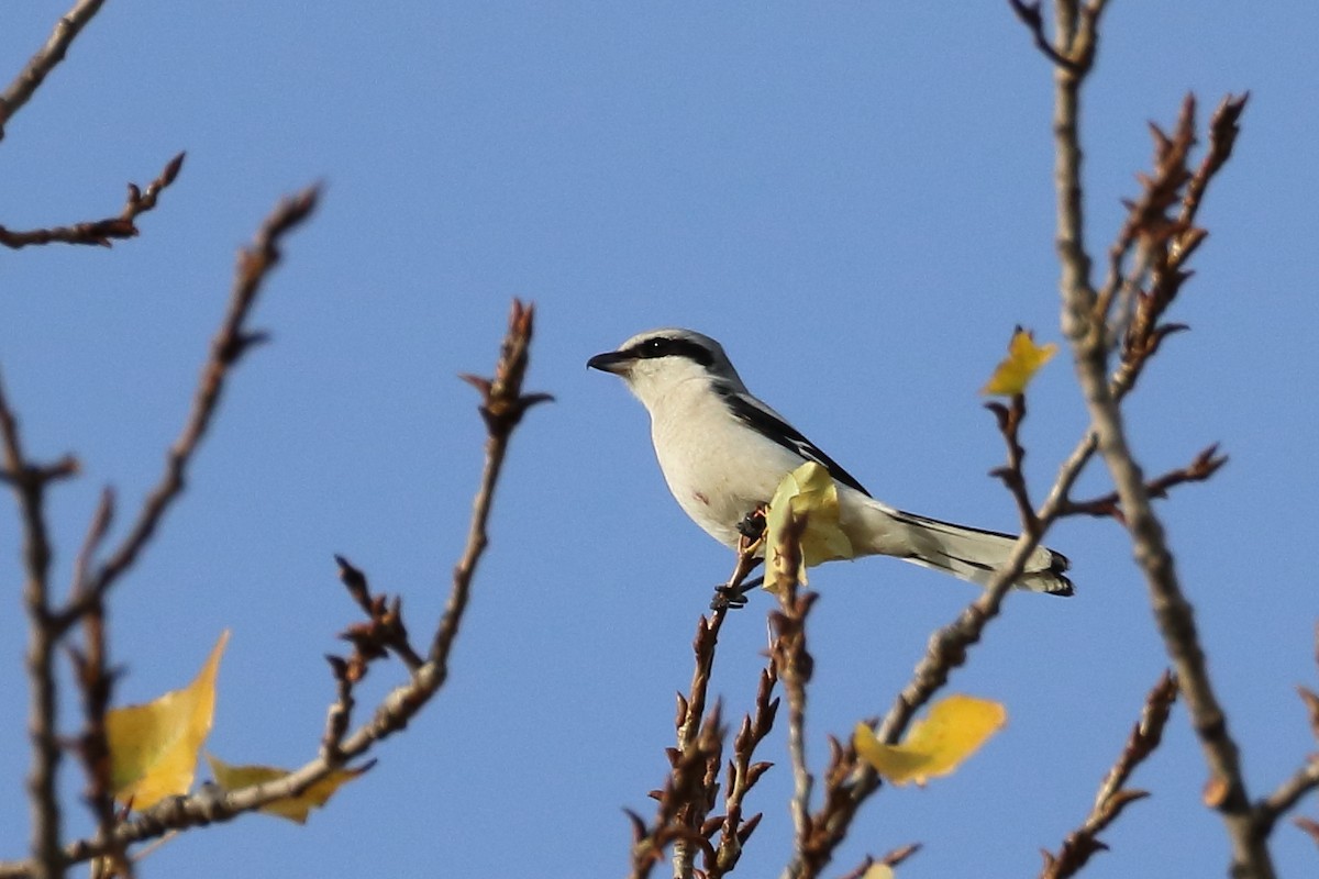 Great Gray Shrike - ML644078118