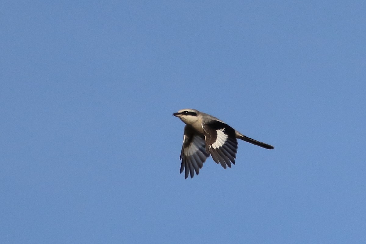 Great Gray Shrike - ML644078119