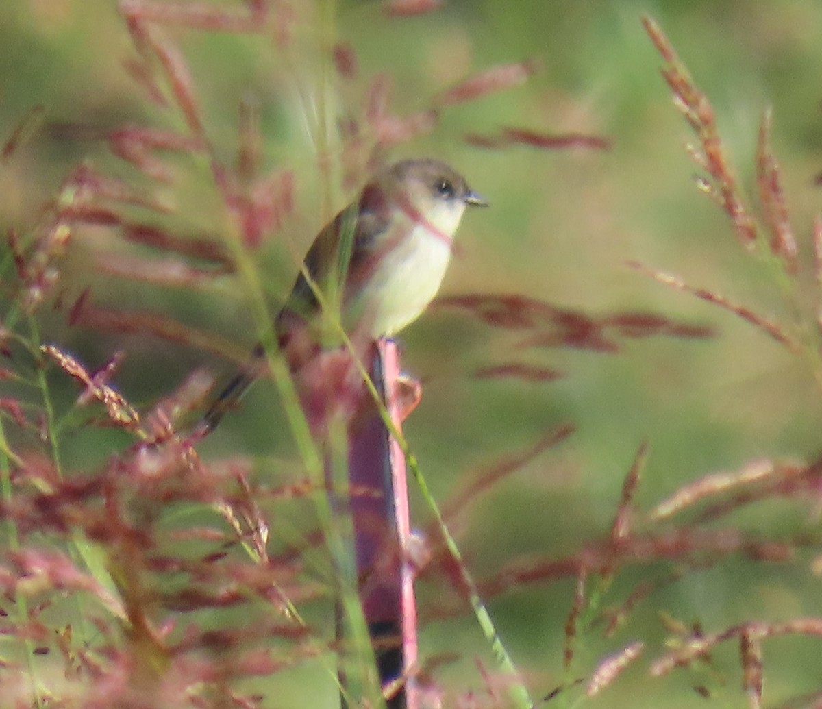 Eastern Phoebe - ML644078149