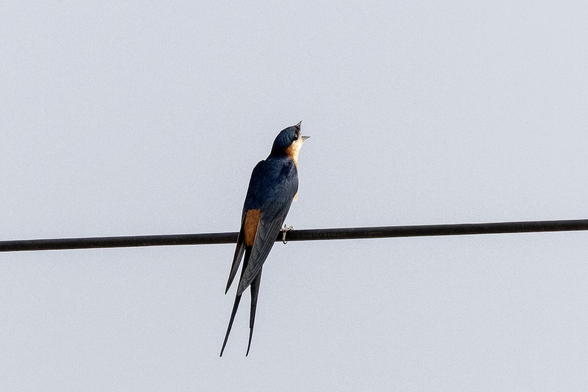 Mosque Swallow - ML644078159
