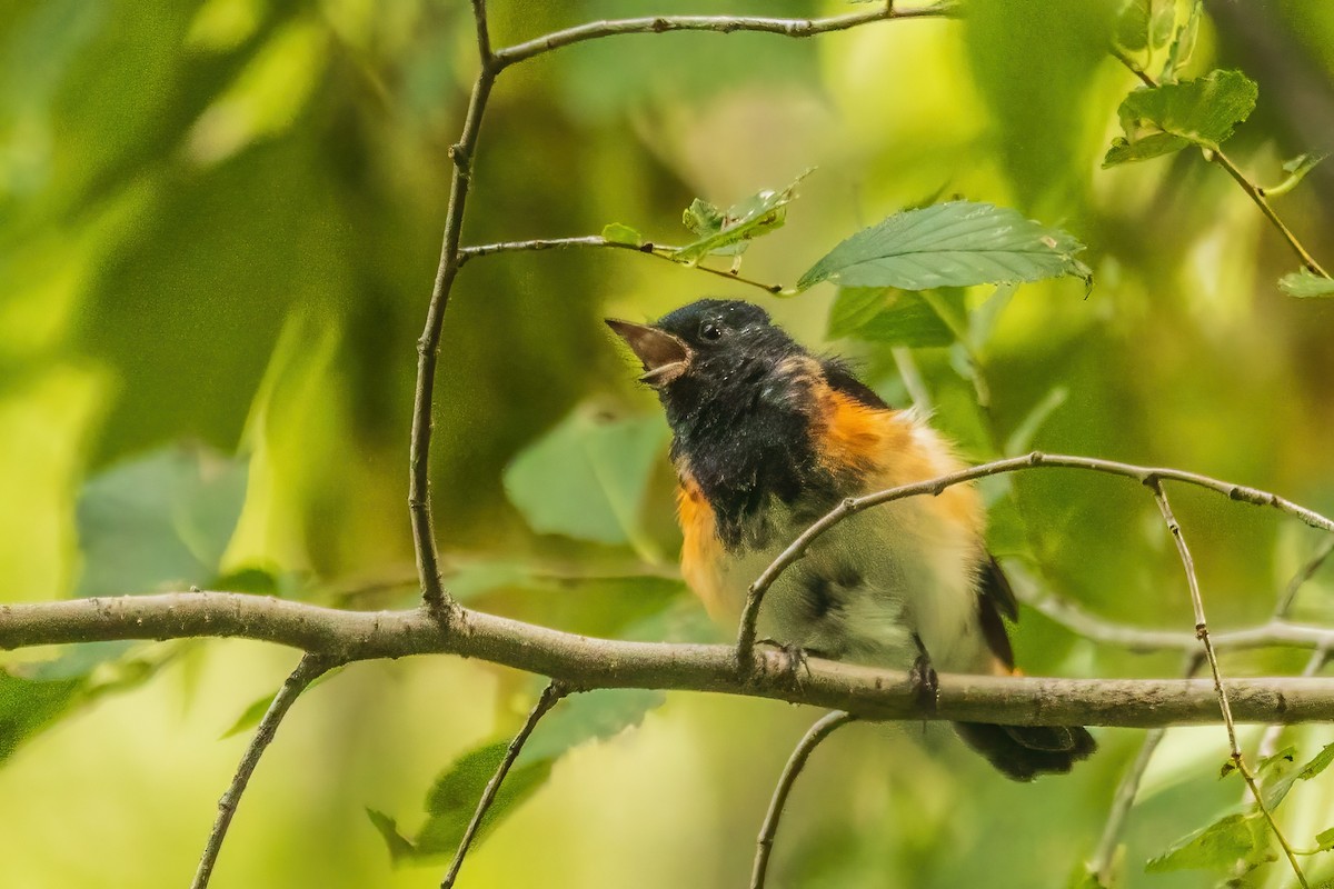 American Redstart - ML644078165