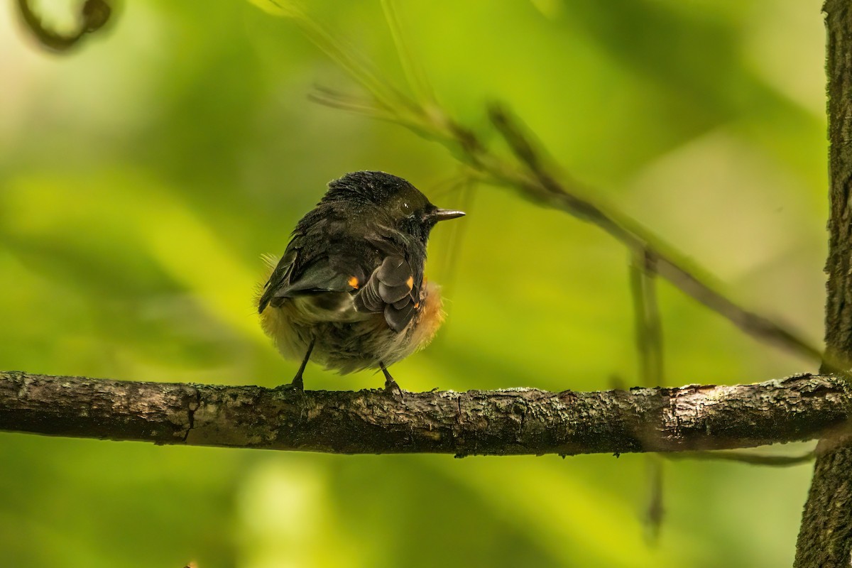 American Redstart - ML644078168