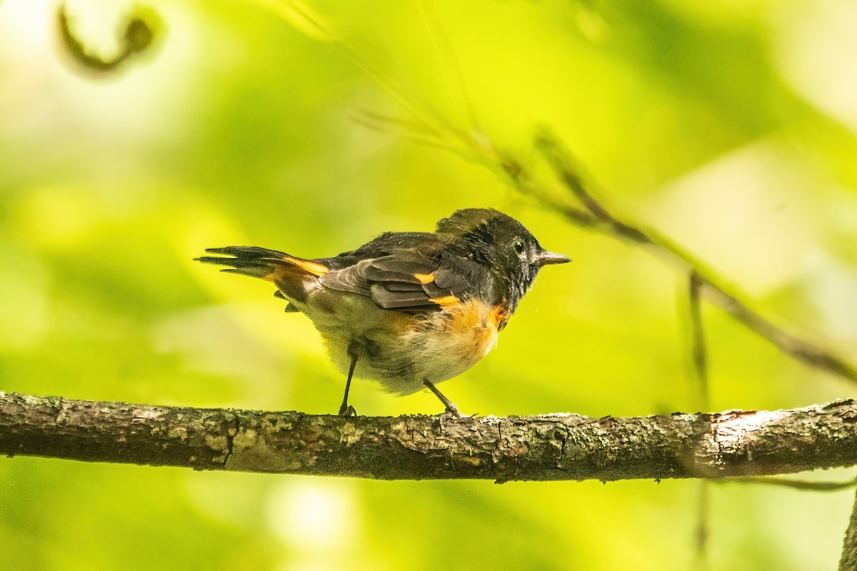 American Redstart - ML644078169