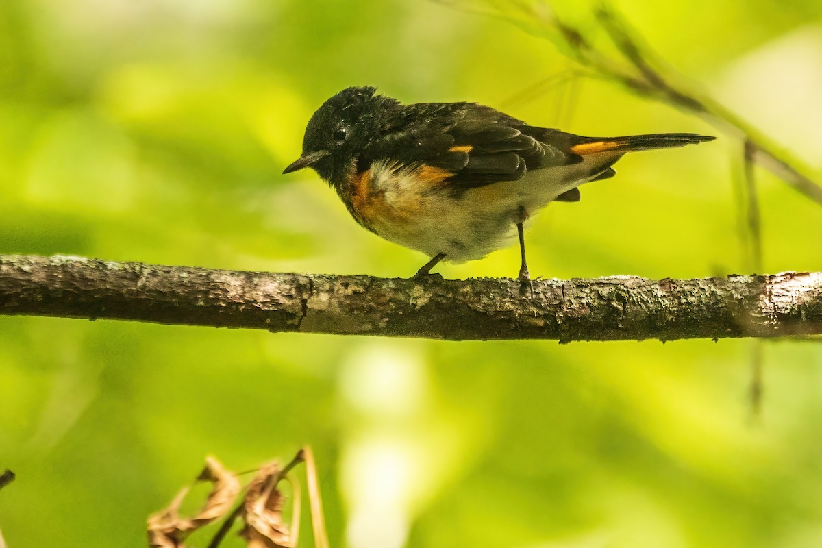 American Redstart - ML644078171