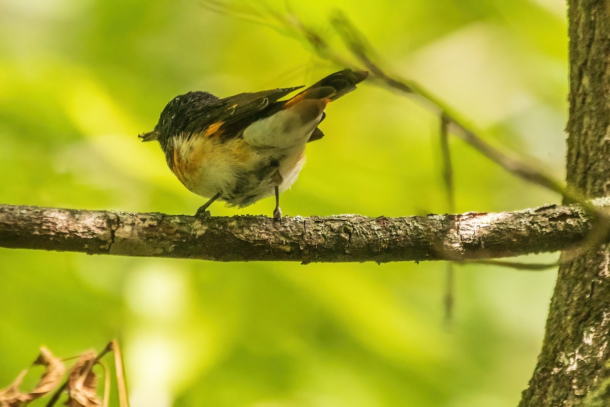 American Redstart - ML644078172