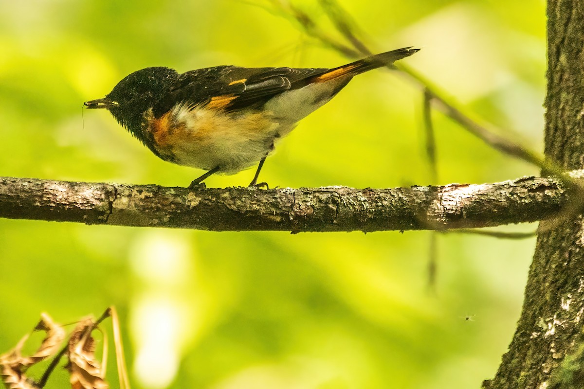 American Redstart - ML644078173