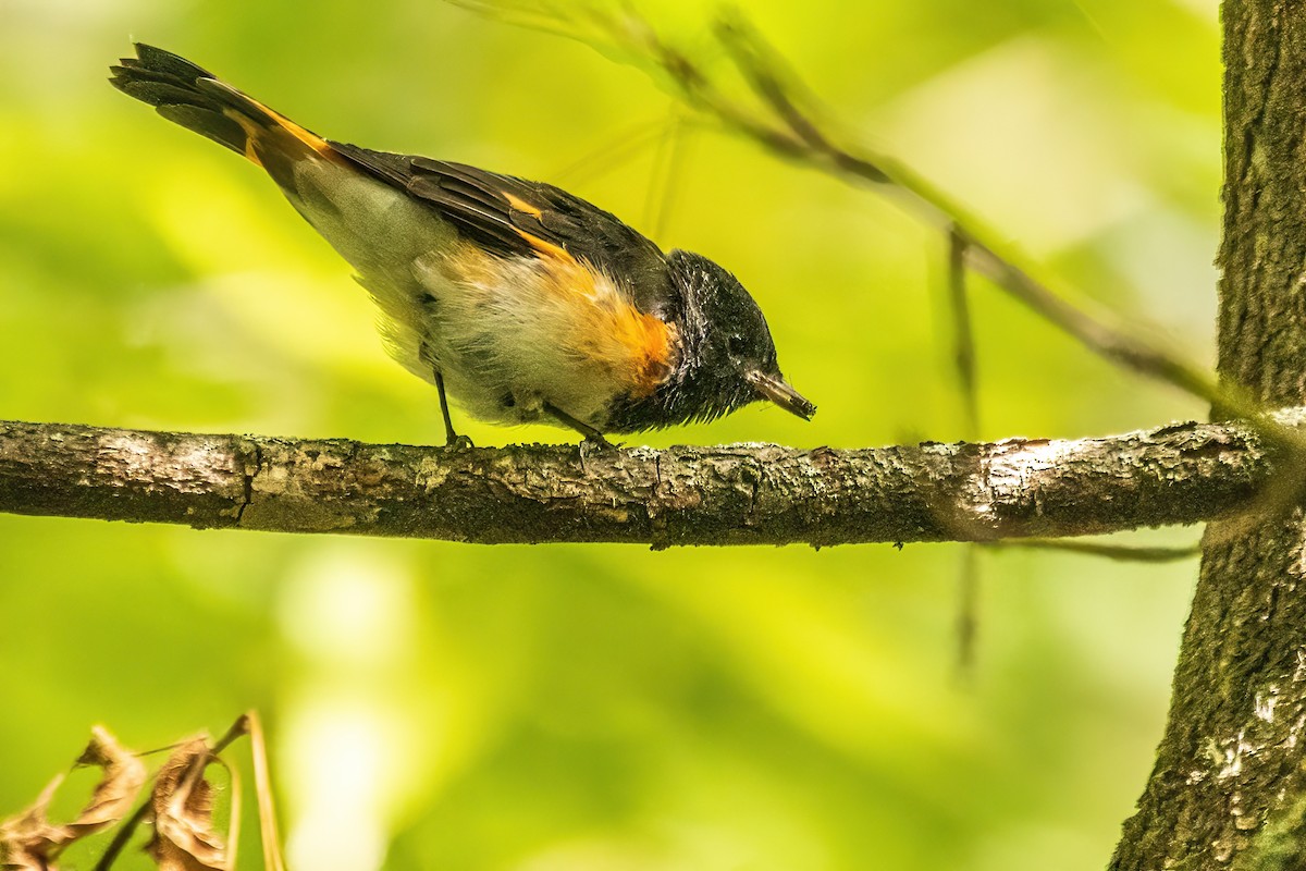 American Redstart - ML644078174