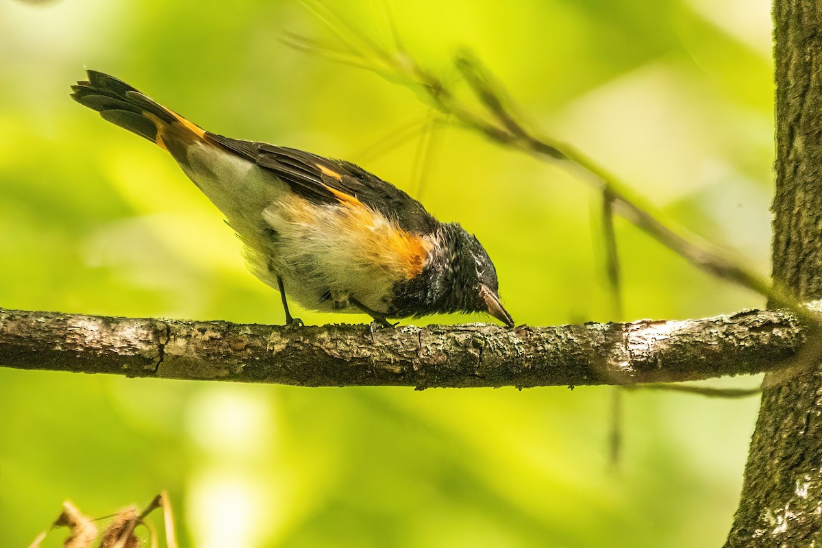 American Redstart - ML644078178